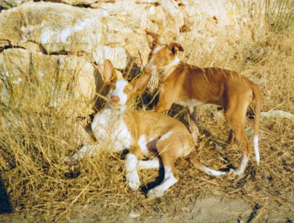 hondjes